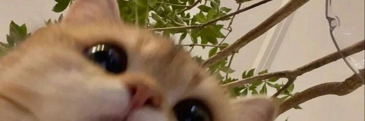 schfsss's profile banner image
