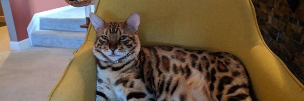 1koolkat's profile banner image