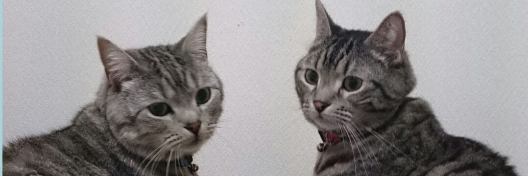 cattailslove's profile banner image