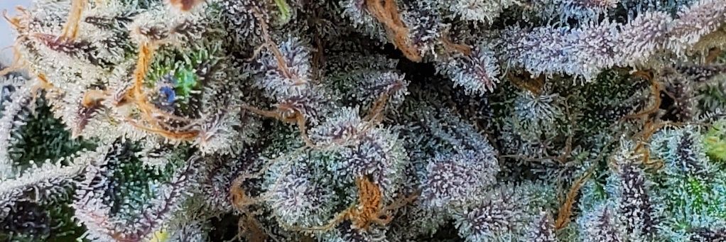 Bosky Genetics banner