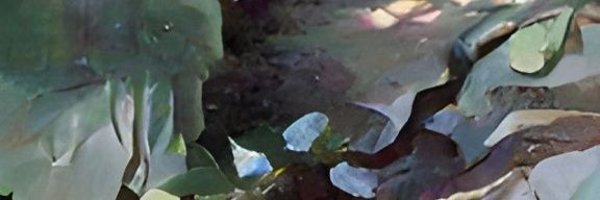 svc_bea Profile Banner