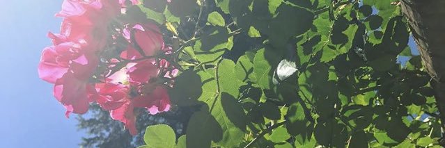Liberty3Rose's profile banner image
