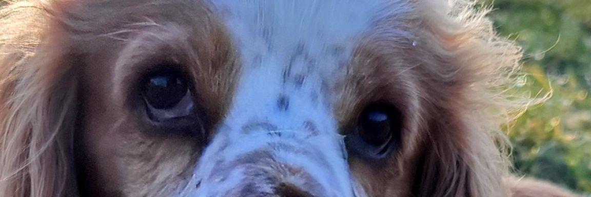 kjdrocker's profile banner image