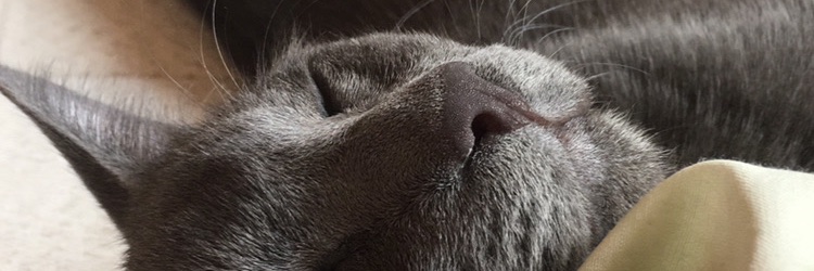 MaaagaMontecino's profile banner image