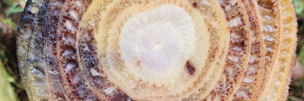 monbeva Profile Banner