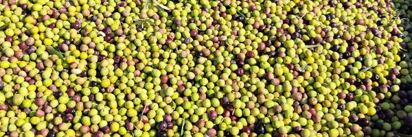 jeremy_olive_ Profile Banner