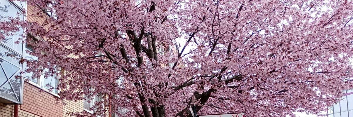 SmashingWriting's profile banner image