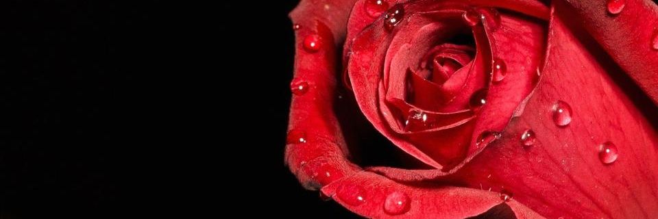 Josefinalarcos's profile banner image