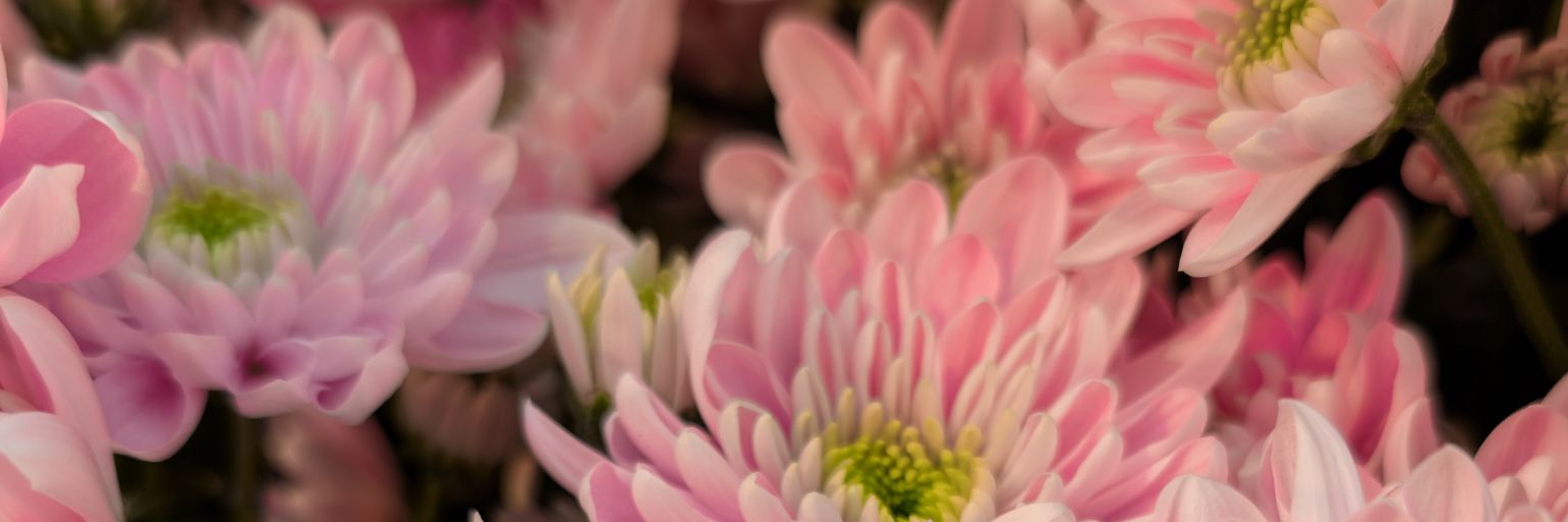 Knowles.sol ୧⍤⃝💐DRiP 💧 banner