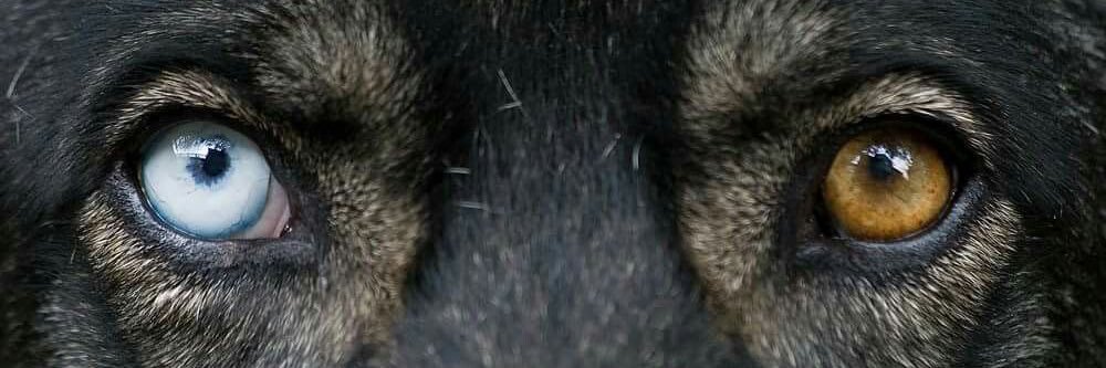 RWRB LoveIsLove64 banner