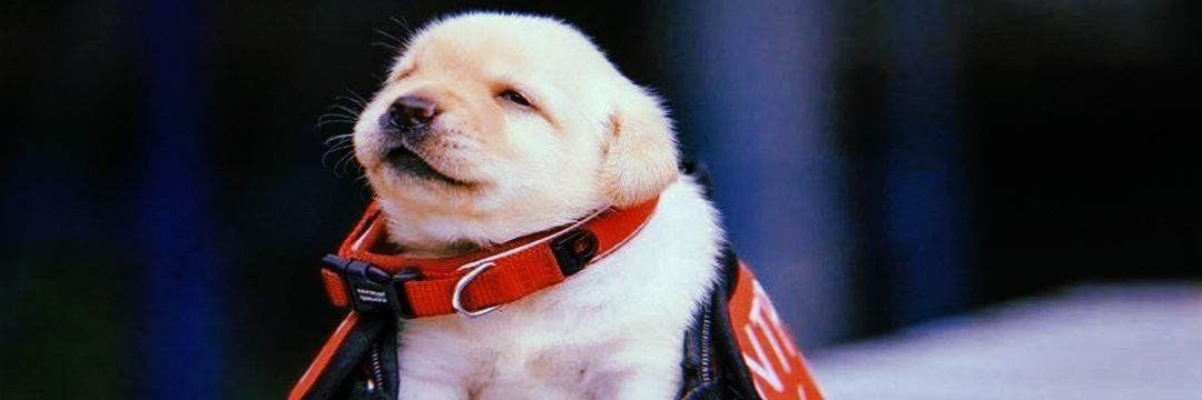 _hdog's profile banner image