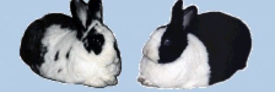 Bonbon🐰's banner