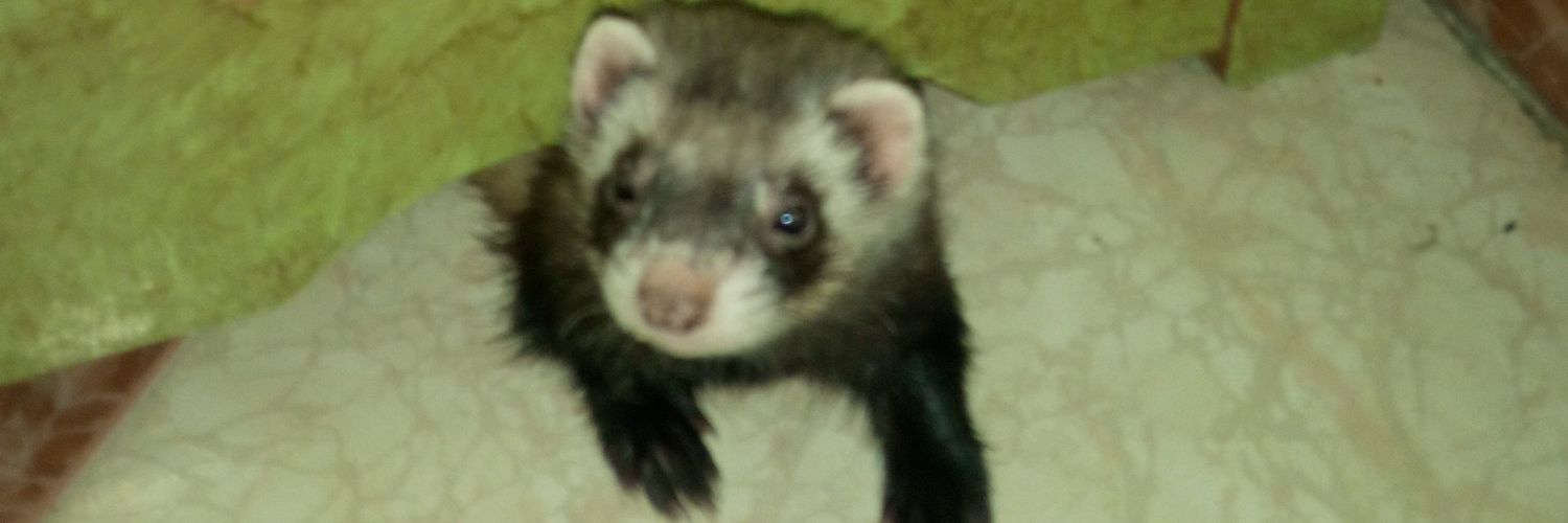PedroTarin's profile banner image