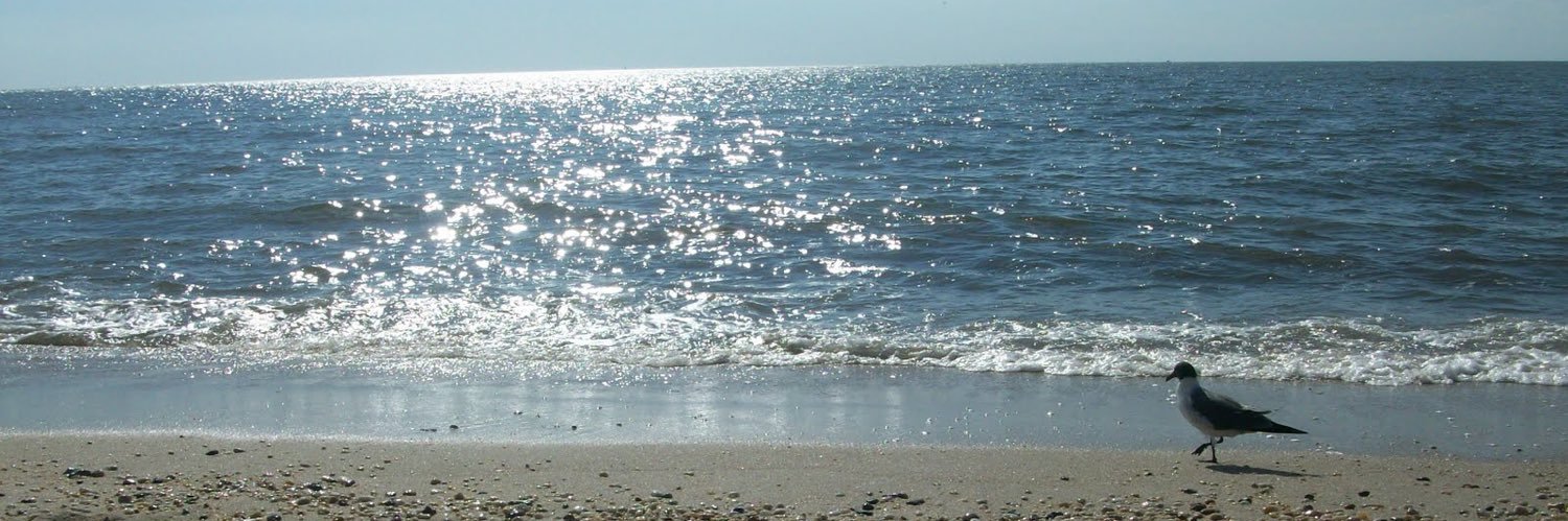 Lori Haley Fox banner