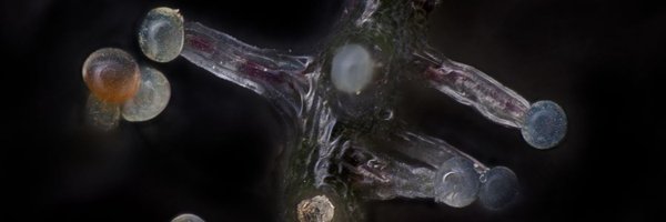 bloomseedco Profile Banner