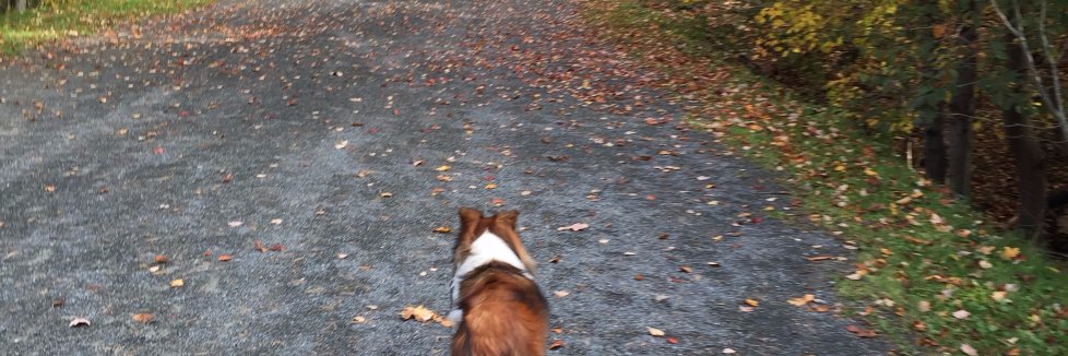 Matt Stenback banner