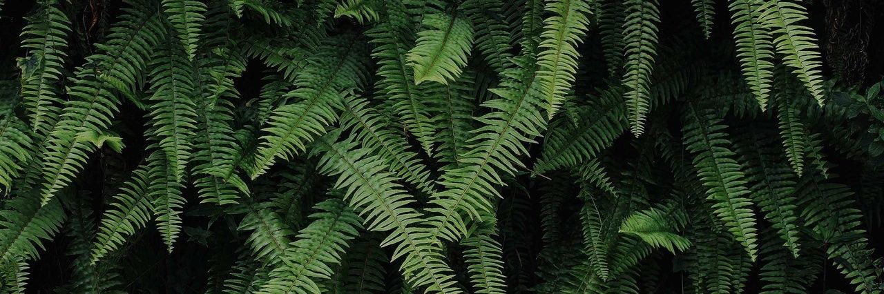 Setii_Entropy's profile banner image