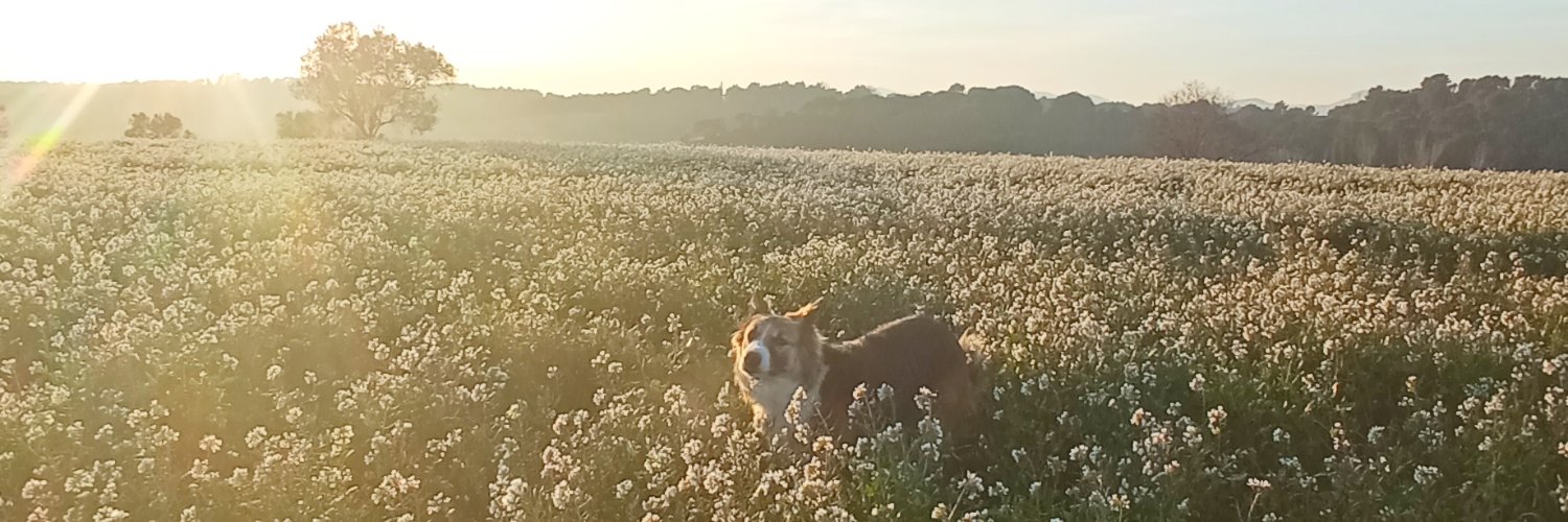 Martibuldog's profile banner image