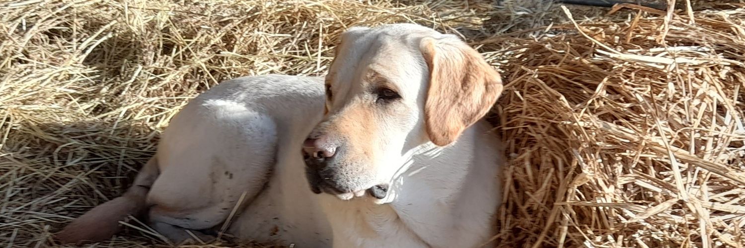 Limpy Lab Max banner