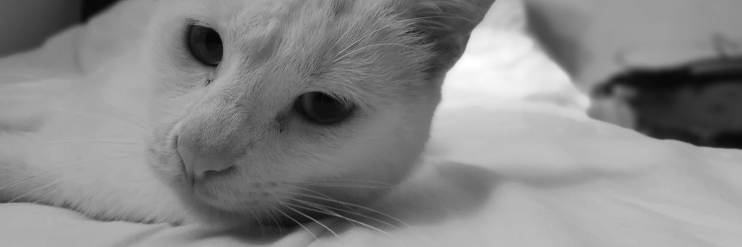 ShasFala's profile banner image