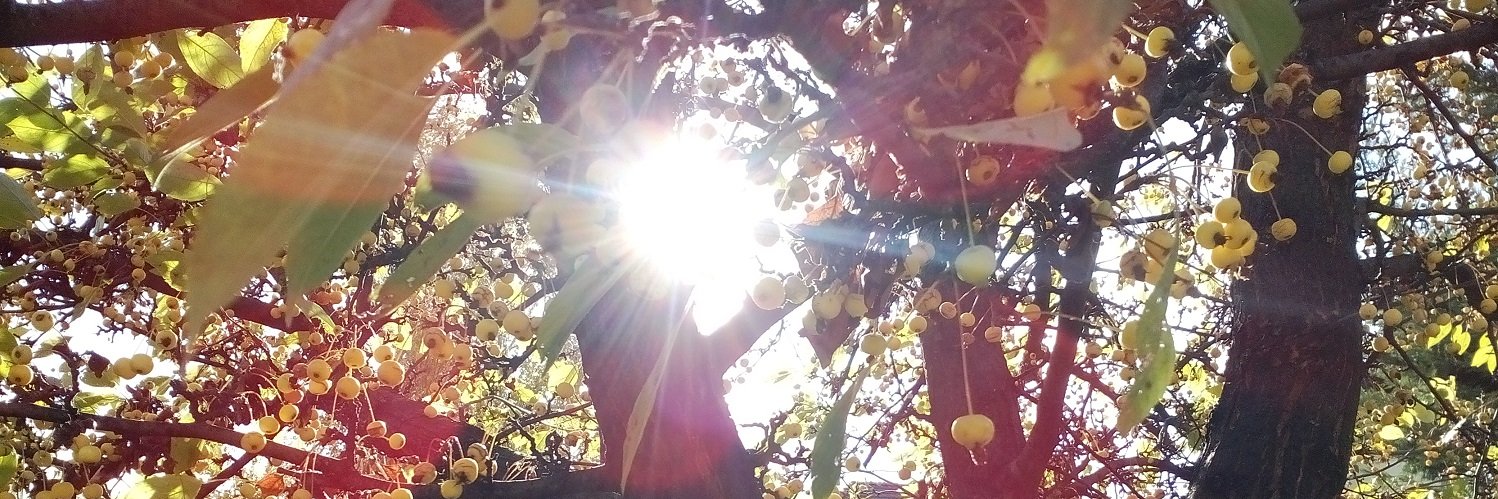 szigetingy's profile banner image