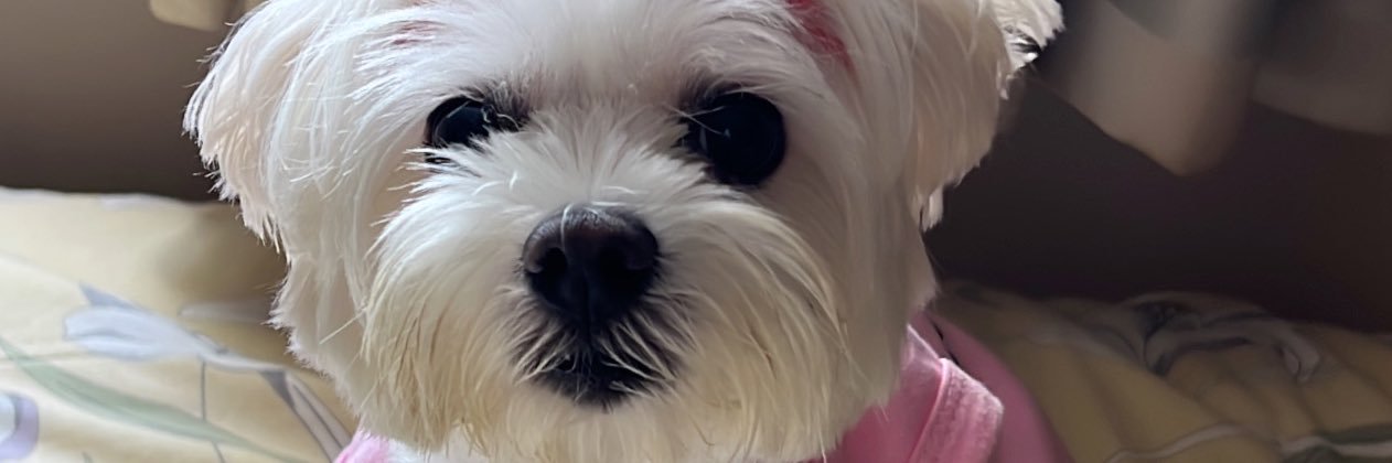 ingridtixi's profile banner image