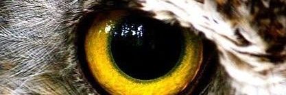 yusup729 | 𝔽rAI banner