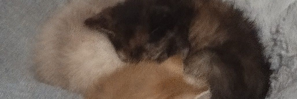 final girl rachel carruthers 🏳️‍⚧️🐾🍉 banner