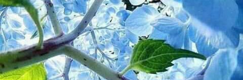 sandra_vidak's profile banner image
