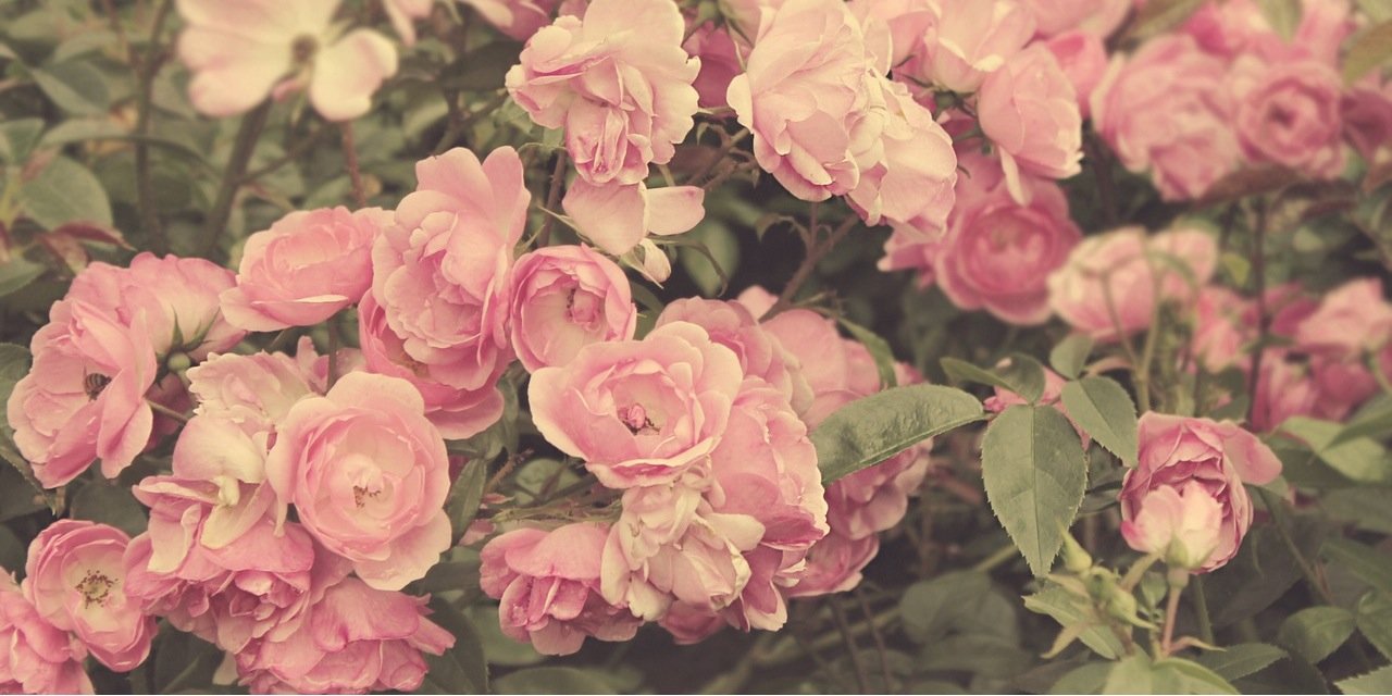 AlvearBarbara's profile banner image