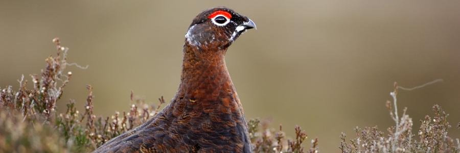 The Red Grouse banner