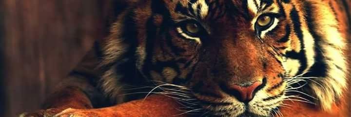 rcenturionv's profile banner image