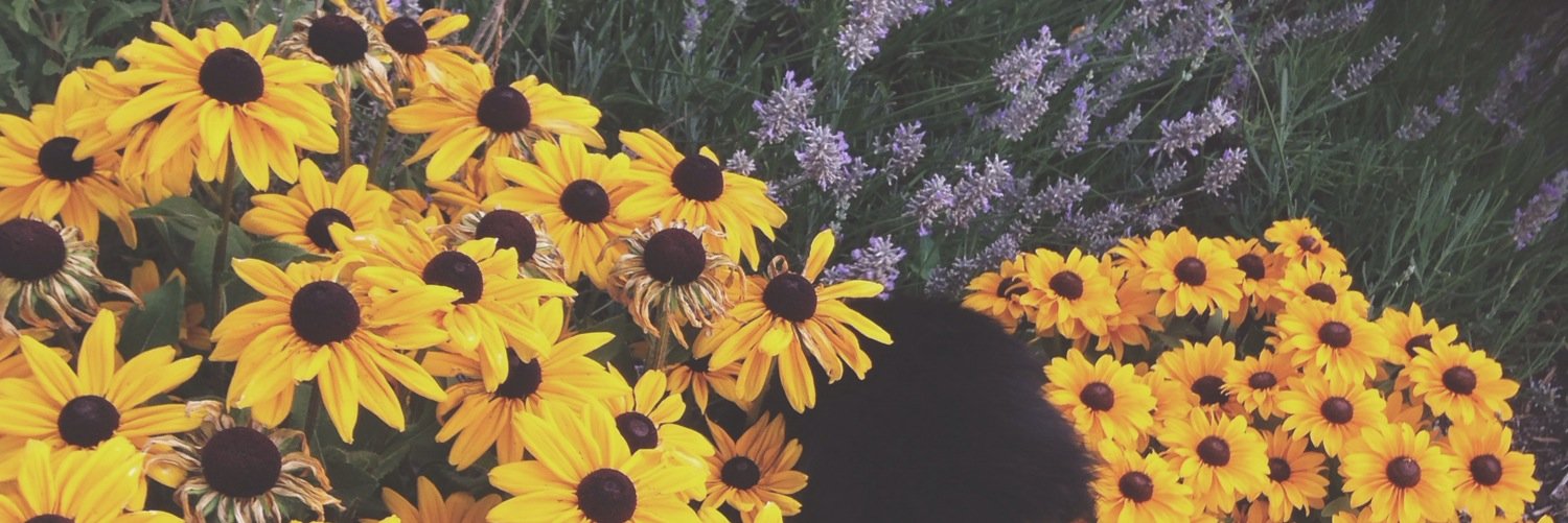 heytruc's profile banner image