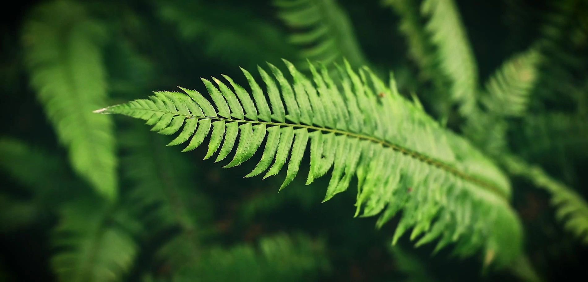 McCord Landscape banner