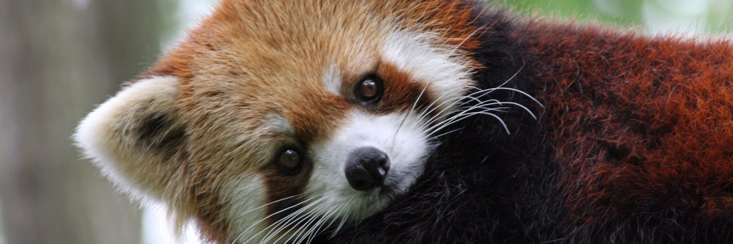 Freiya 🇰🇷 banner