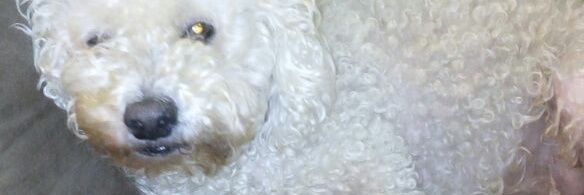 Azaeles's profile banner image