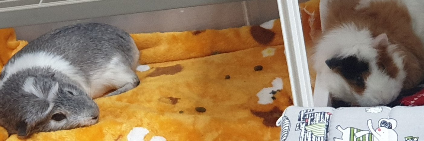 먼지단지's banner