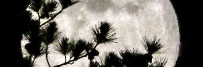 landofstacy banner