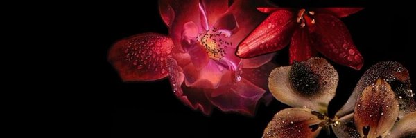 Daysprlw Profile Banner