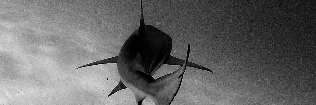 oobekko34's profile banner image