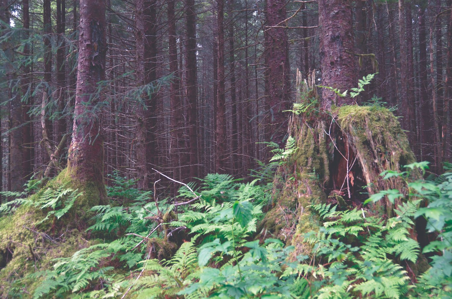 cascadiatimes's profile banner image