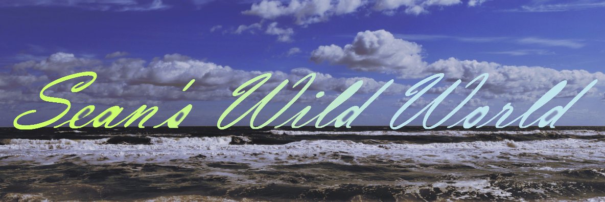 NoctusS's profile banner image