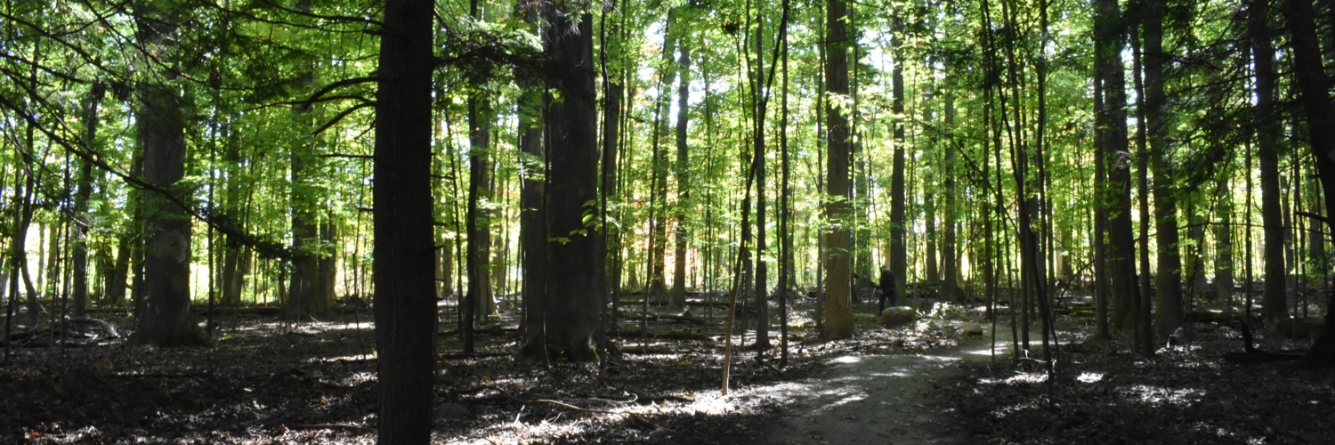 Gingko Illustrations banner