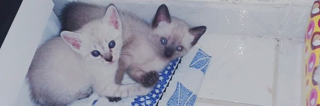 PLugues's profile banner image