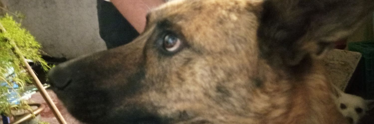 MachainAnimales's profile banner image