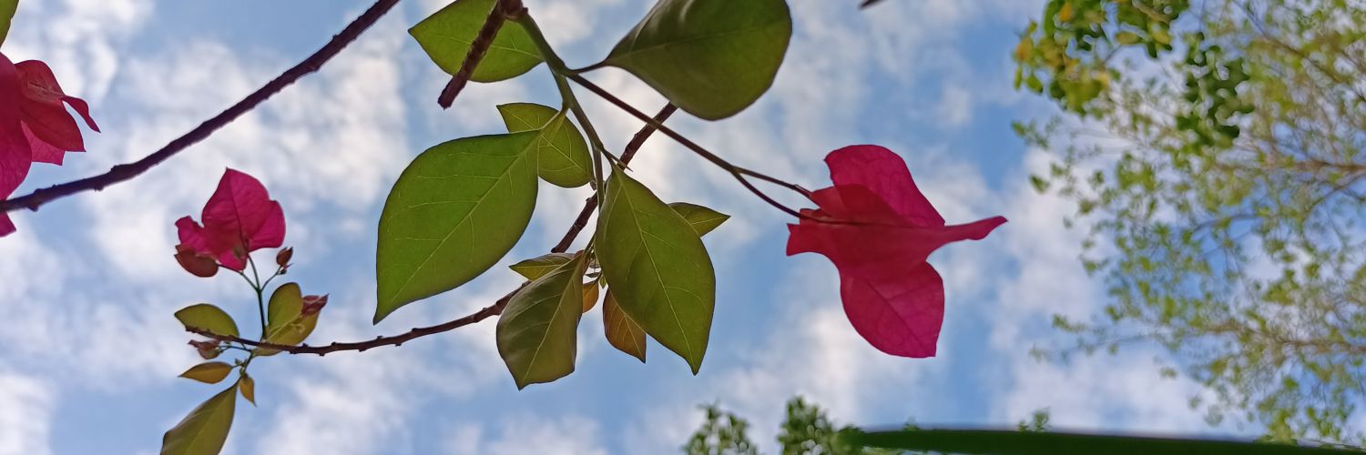_CarinaFJM's profile banner image