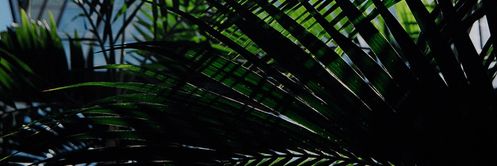 anelaha's profile banner image