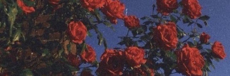 BaileyyyBrooke's profile banner image