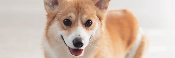 RealCorgiLovers Profile Banner