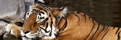 Tigers Den banner